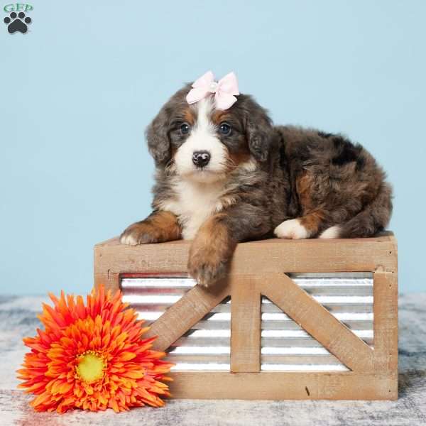 Darci, Mini Bernedoodle Puppy